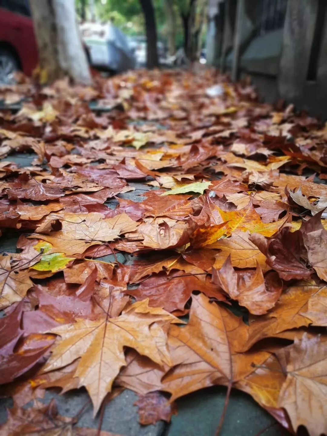 杭州雨中深秋景下