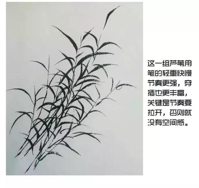 超详细国画入门教程,教你芦苇的画法