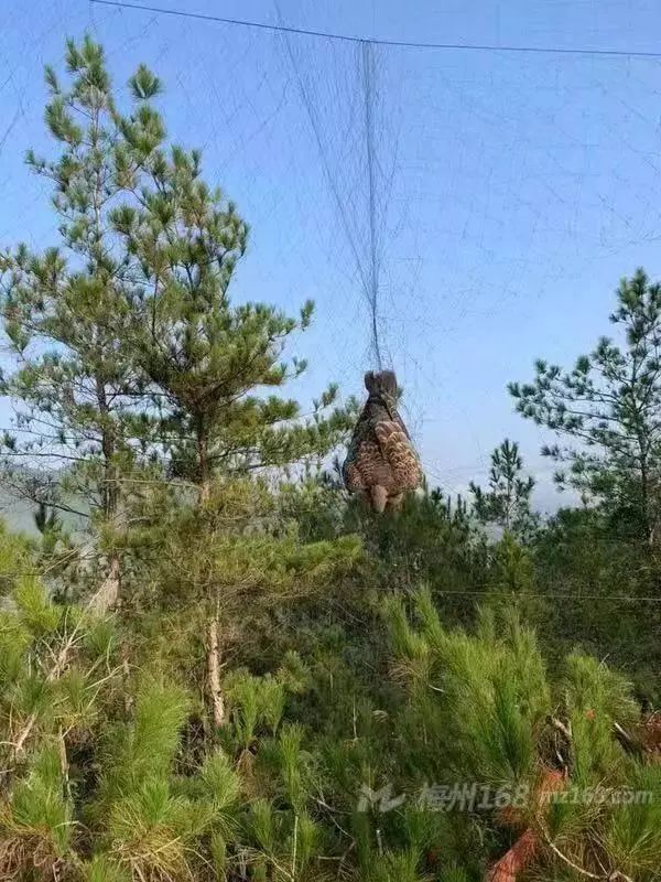 梅县松口一寺庙后山有人放网捕鸟被抓