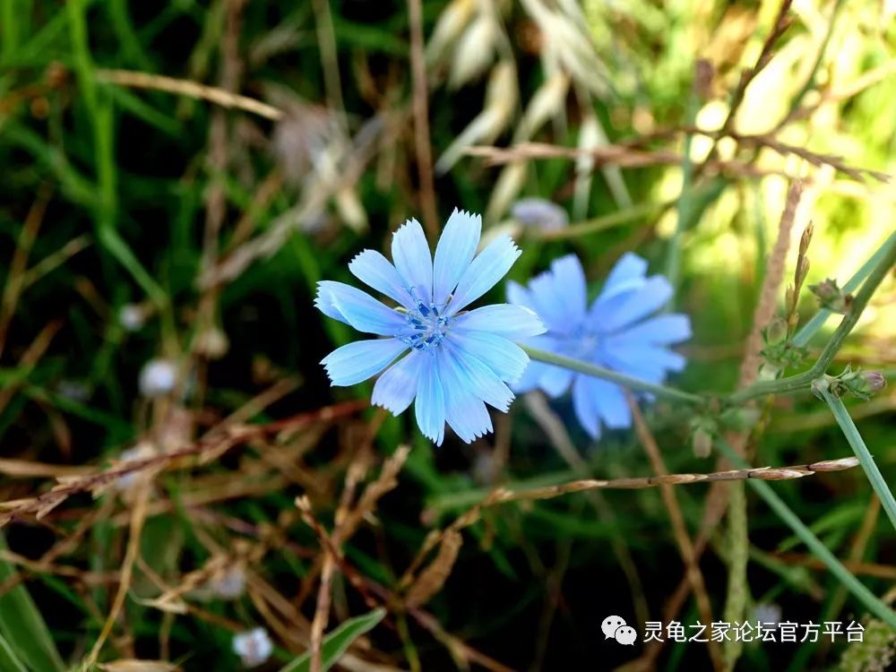 芹叶牻牛儿苗连翘属勋章菊属天竺葵葡萄藤欧活血丹杜鹃花科金银花凤仙