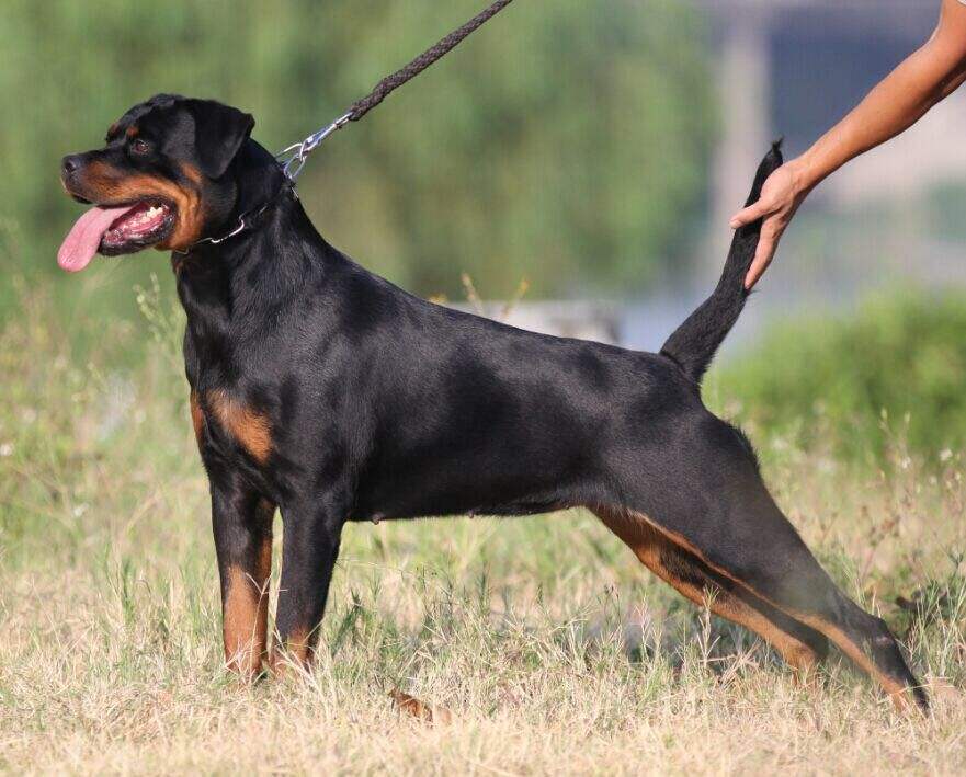 世界名犬之罗威纳犬凭什么它们能成为警犬界最优秀的种类
