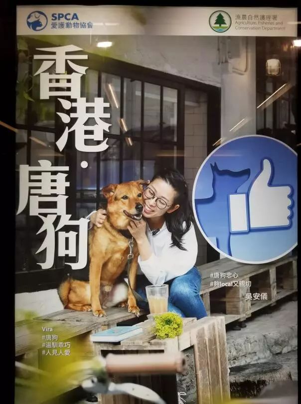 中国唐狗已经被犬协会所认可！它们值得被保护！