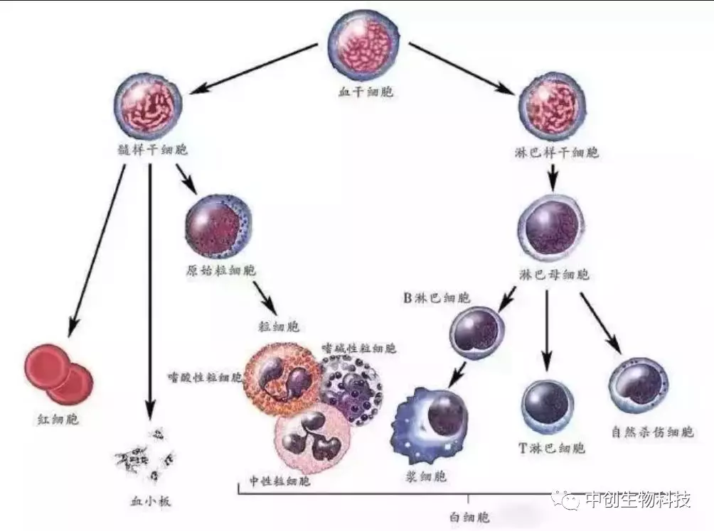 胎盘和脐带来源的间充质干细胞不仅具有广泛的临床应用价值,还具有