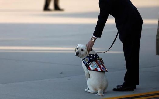 服务犬Sully趴在老布什灵柩前的照片，被国外媒体关注和报道