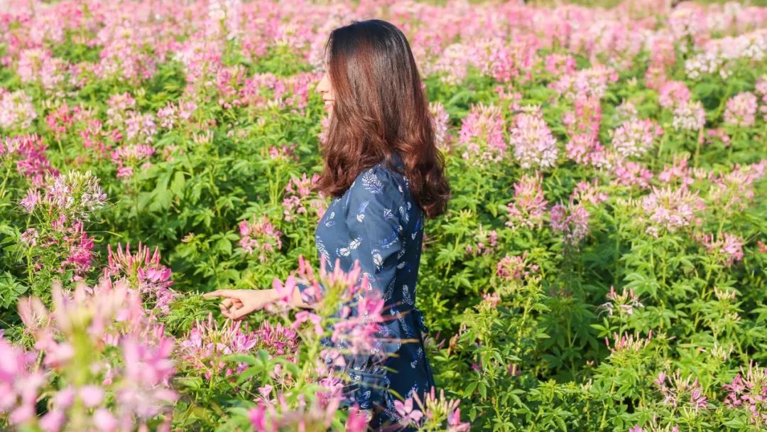 广东中山小榄菊花会火热开园中,带上家人来游园吧