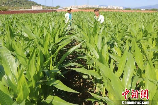 海南农垦南繁产业集团玉米育种基地. 李骁可 摄