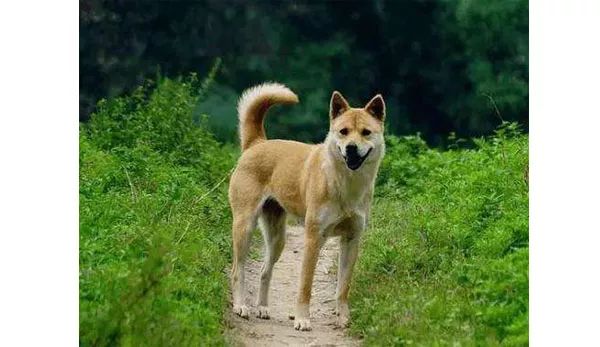 土狗有了新的名字中国唐狗cku比赛中拔得头筹中国原生犬种将走向世界