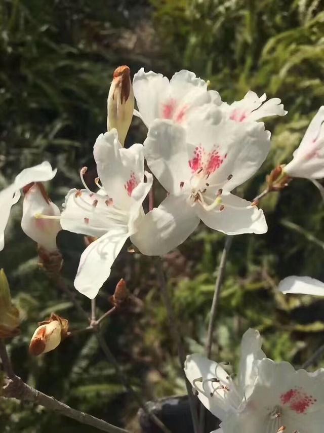 白花映山红和大疙瘩黄杨桩子不多,有的不错!