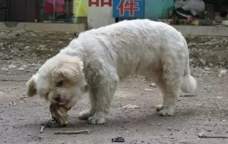 流浪狗在翻垃圾吃,路过女子给了它一块骨头,它竟这反应