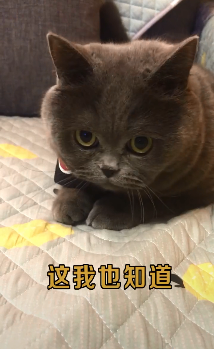 两只猫咪爆笑演绎:猫粮没有了,只能吃土了