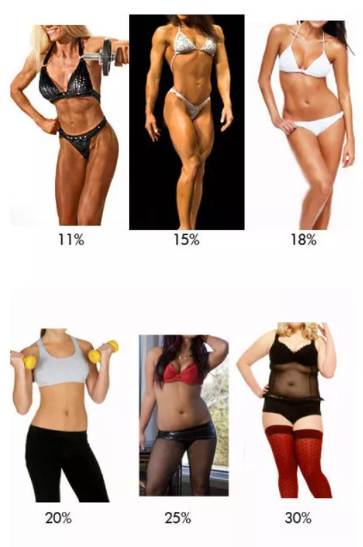 率 女性 脂肪 体 25