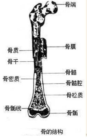 医学基础知识:解剖学之骨的结构_骨膜