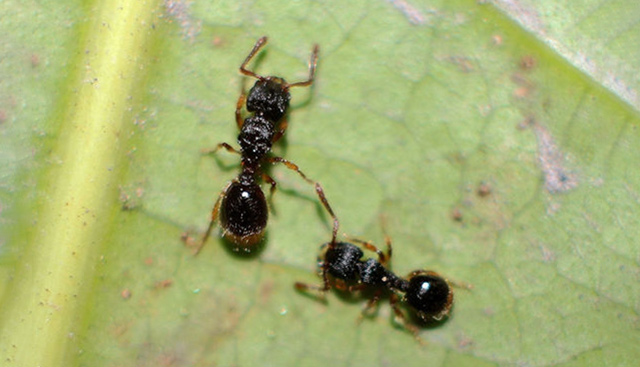 什么是切叶蚁属