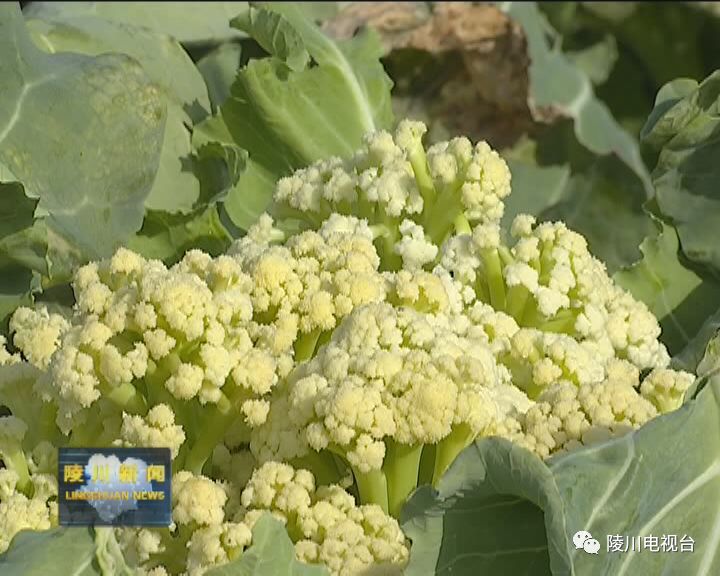 陵川县大力发展有机旱作农业 豆角地里复播有机菜花见