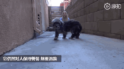 街头流浪的脏狗狗，被人救了以后，变身成“漂亮”的狗子