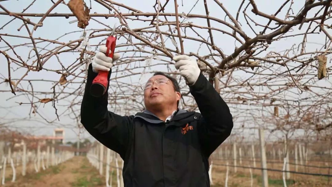 技术园地 | 吕岩老师告诉你猕猴桃园修剪如何防止结果