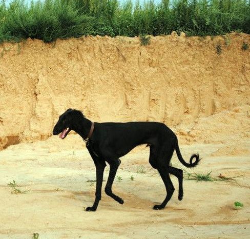 中国唐狗已经被犬协会所认可！它们值得被保护！