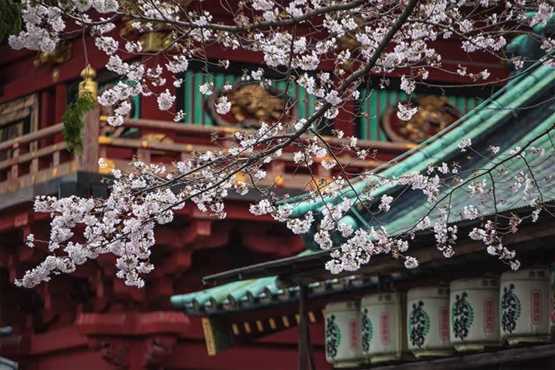 【新旅拍】2019.4.1-4.8在日本赏樱,听樱的时光