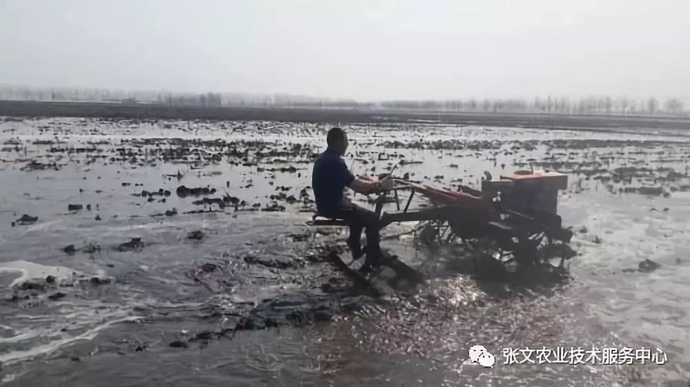 张文水稻高产栽培方法揭秘28 整地水平好坏影响插秧质量 盐碱地