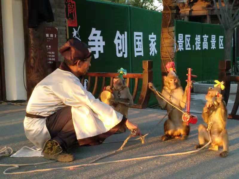 国家级非遗项目《新野猴戏》在朱仙镇启封故园常年演出