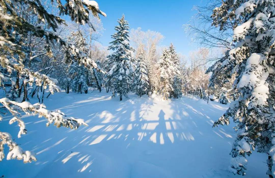 林海雪原,一个风华绝代的美人!