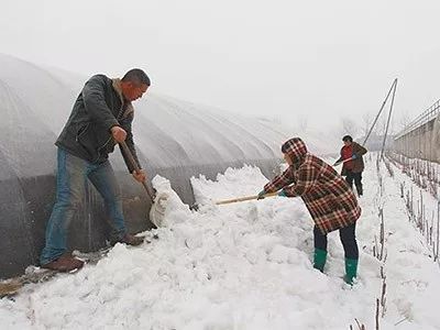 冬季大雪,大棚蔬菜一定要防范这些