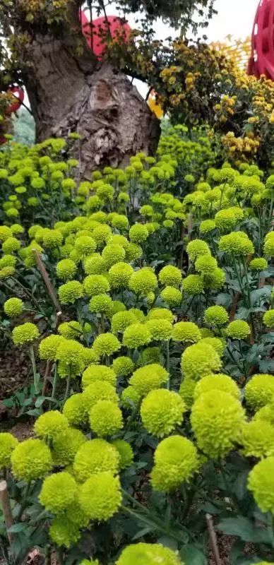 12月也能赏花南宁青秀山的菊花进入盛花期美翻了