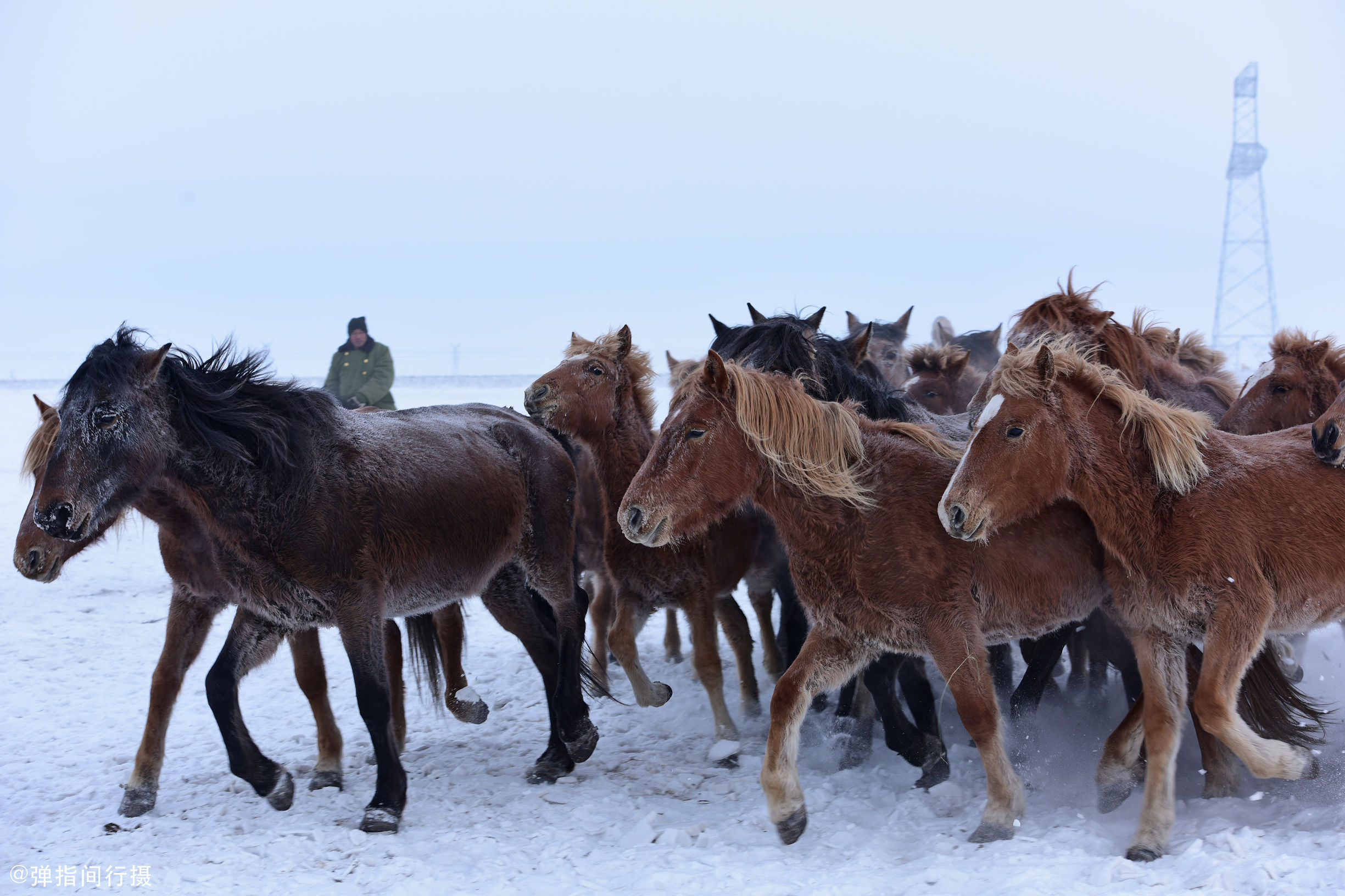 蒙古马|摄影|宠物摄影|Tvlga - 原创作品 - 站酷 (ZCOOL)