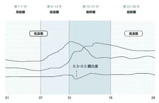 女性来月经的原理_月经停止   怀孕前的第一信号就是\