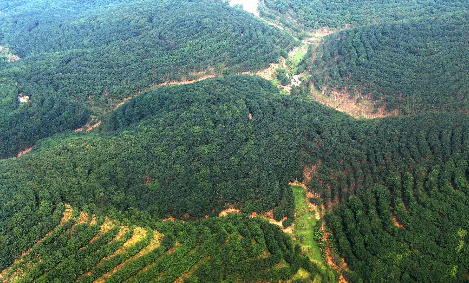 资料图:西双版纳橡胶种植林.张彤 摄.