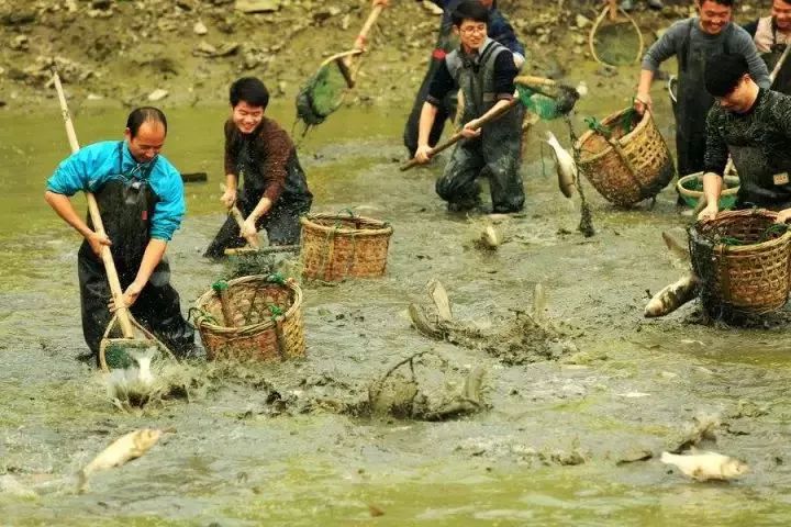 桂平农村干塘抓鱼的场景,你有多久没经历过了?