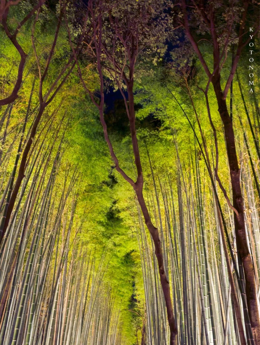 浪漫冬夜，漫步岚山灯与花之路_灯光