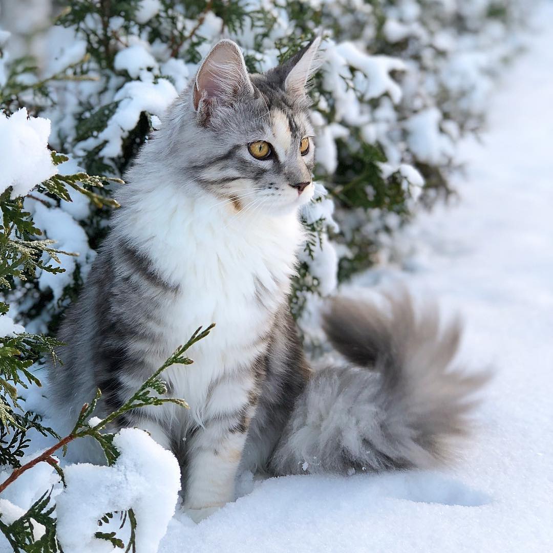 雪地里的缅因猫们,这画面真是太美