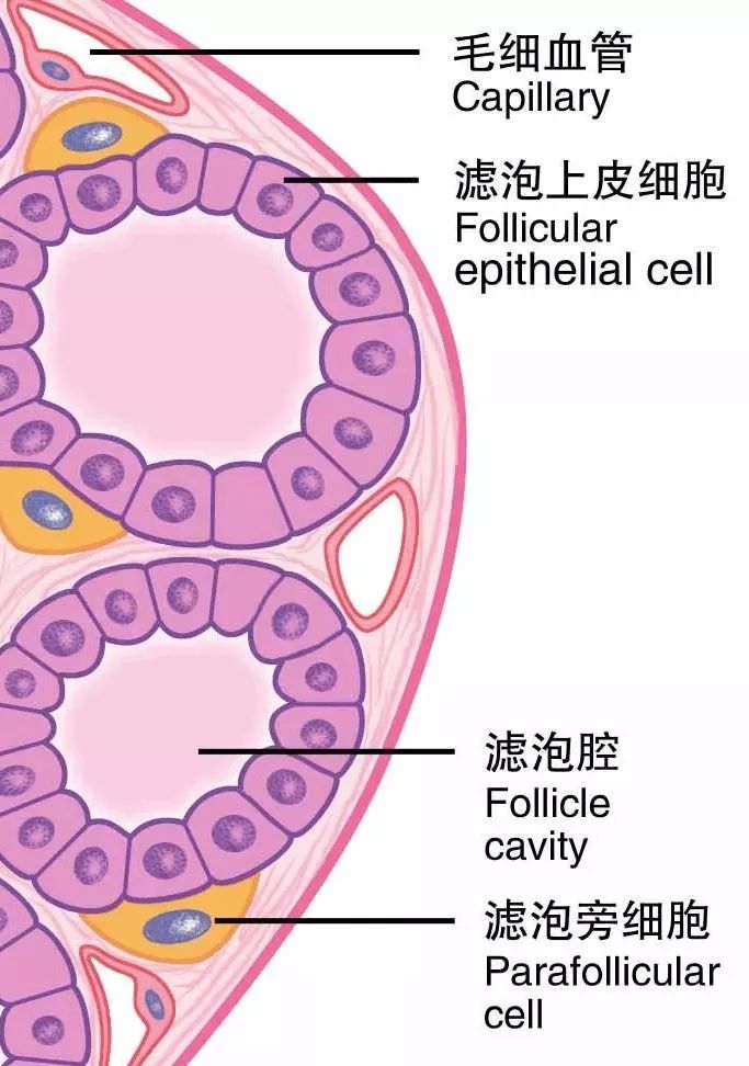 上皮细胞,他是分泌甲状腺激素的,滤泡细胞旁边的细胞叫做滤泡旁细胞