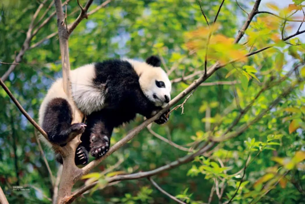 趣谈著名大熊猫的身世