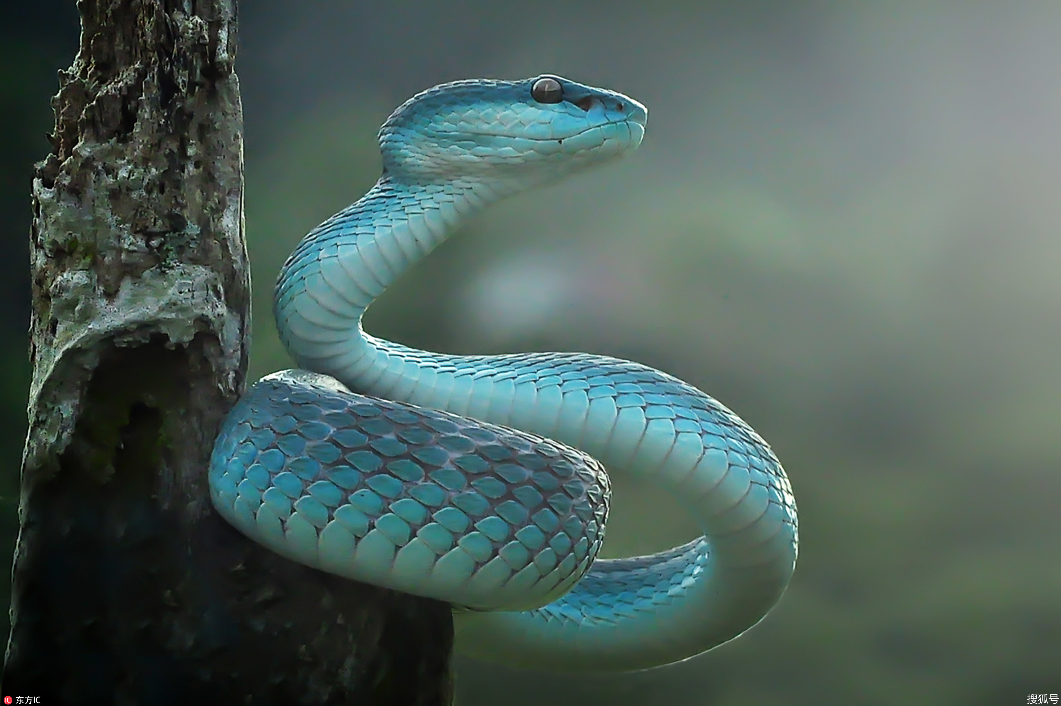 蓝蛇也叫蓝血蛇,是绿树蟒蓝色变异的一种,属于绿树蟒的变异,无毒.
