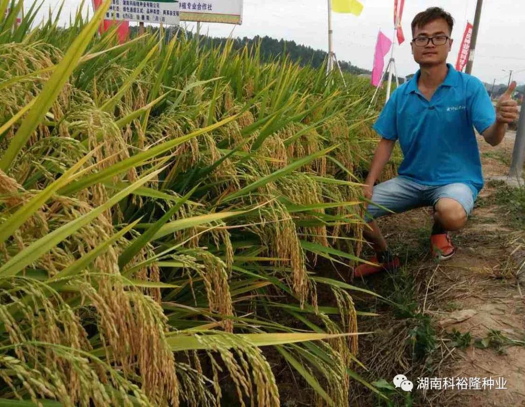 热烈祝贺湖南科裕隆种业获中国种子协会aaa级信用企业