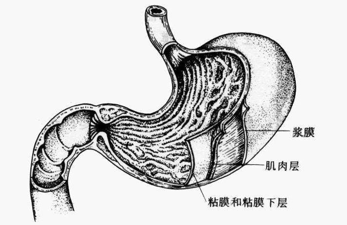 慢性萎缩性胃炎就是胃黏膜层的固有腺体萎缩.