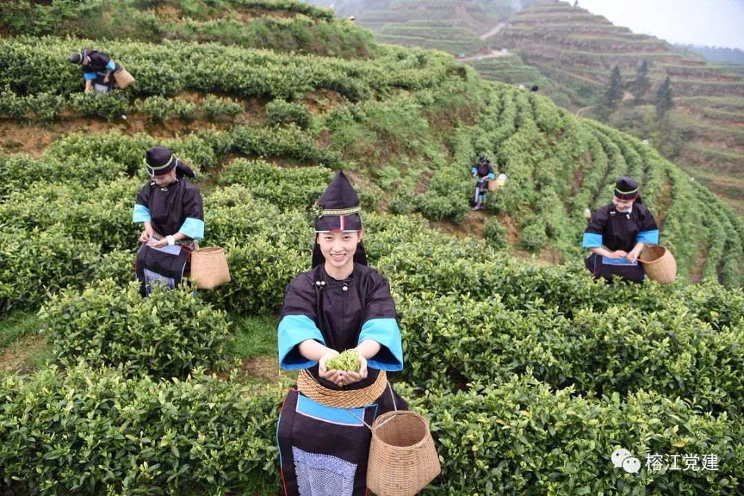 两汪乡白茶种植基地