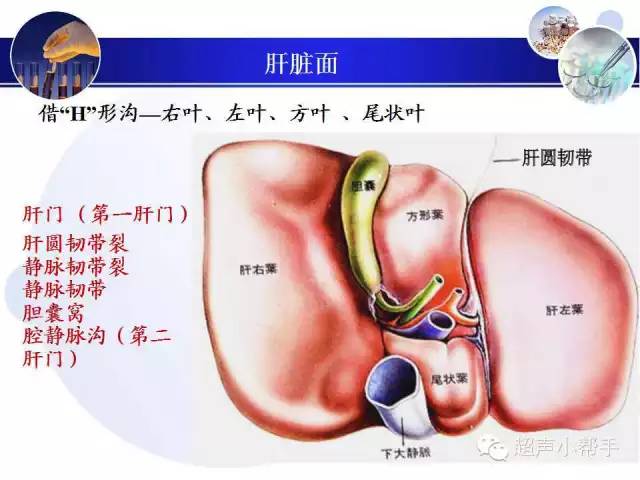 超声微课堂肝叶与肝段的超声图解