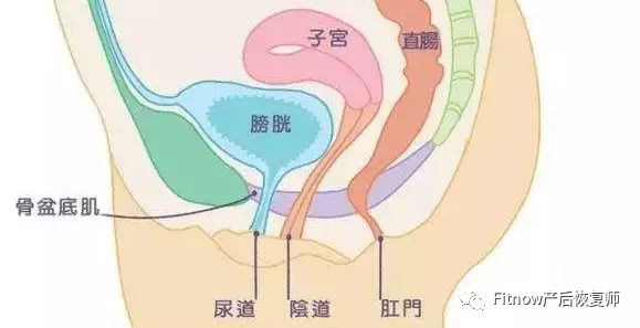 产后骨盆底肌康复训练【专业版】