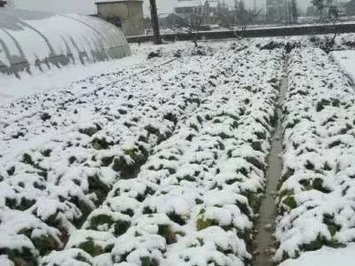 低温雨雪天气来袭,大棚蔬菜种植咋管理?_棉被