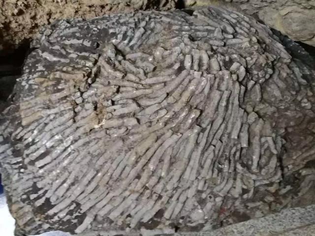 远古海洋水生珊瑚化石是一种珍贵的地质化石标本,颇有收藏和研究价值.