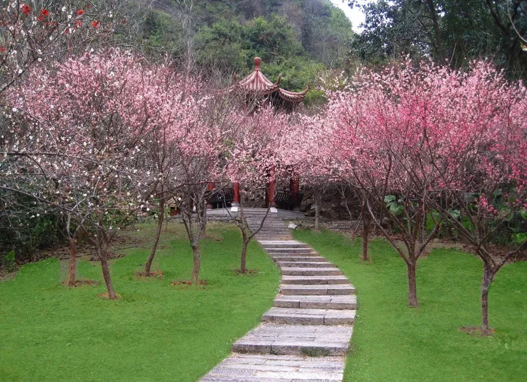 片片桃花林,南山人有福了!桃花主题公园今年底建成