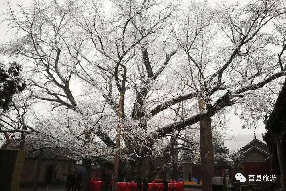 雪润莒城景色美~_浮来山