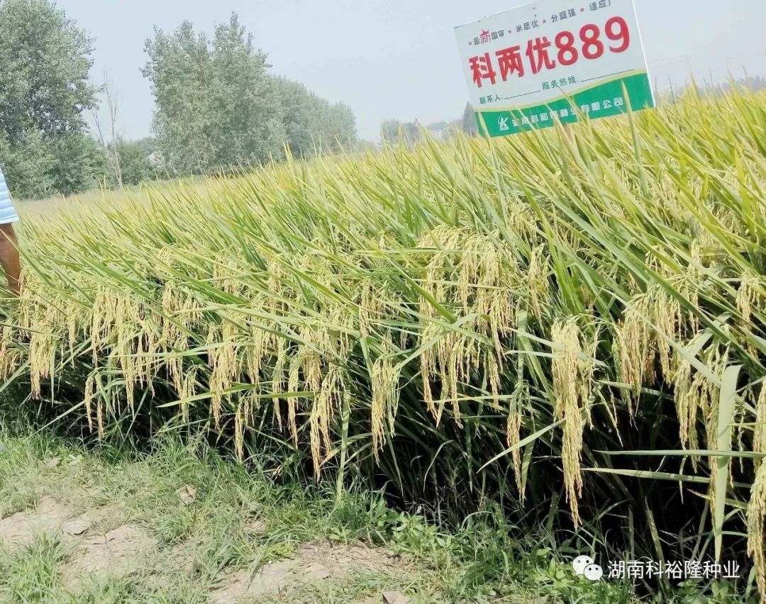 热烈祝贺湖南科裕隆种业获中国种子协会aaa级信用企业