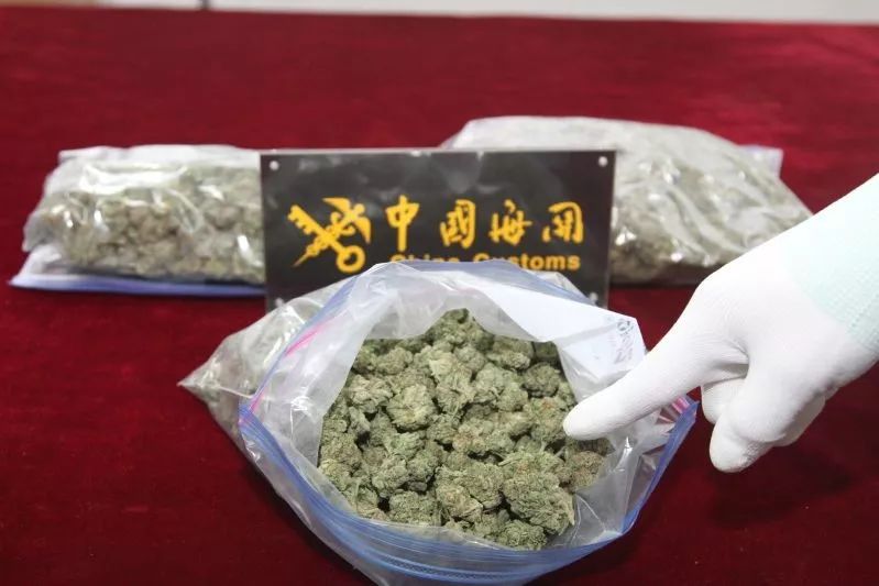 青岛海关截获毒品大麻植物五百余克