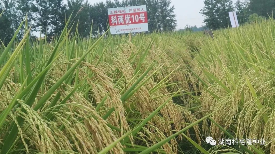 热烈祝贺湖南科裕隆种业获中国种子协会aaa级信用企业