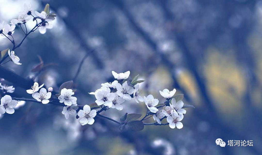 梨花又盛开