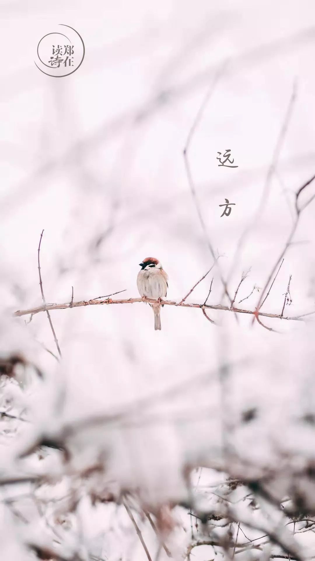 盼望已久的今冬初雪,你又想起了谁 | 祖英姿 · 郑在读诗